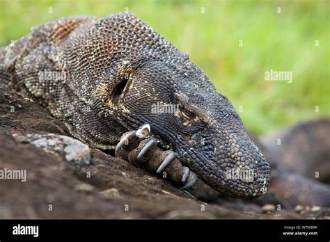 Komodo dragon claw hi-res stock photography and images - Alamy