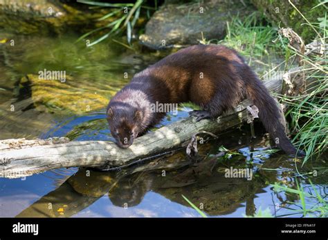 European Mink (Mustela lutreola Stock Photo - Alamy