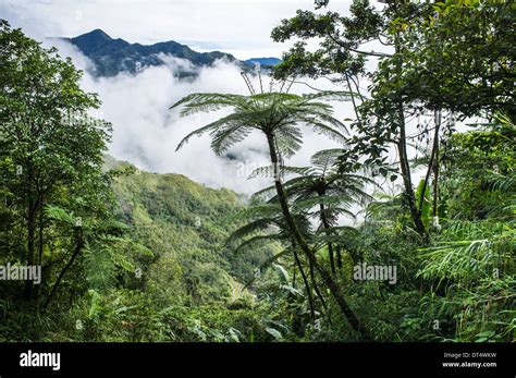 Tropical rainforest, Banaue and Batad, Luzon, Philippines, Asia Stock ...