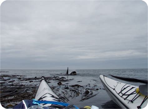 Whale Watching San Juan Island - Discovery Sea Kayaks