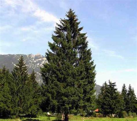 Norway Pine (Red Pine) Tree Facts, Identification, Habitat, Pictures