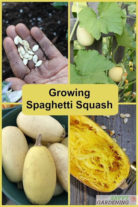 Growing Spaghetti Squash From Seed to Harvest | Growing spaghetti squash, Spaghetti squash plant ...