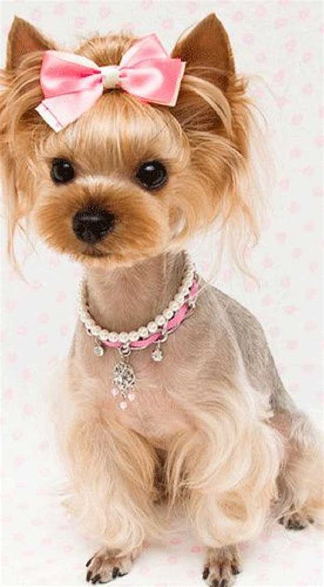 The top 25 Ideas About Female Yorkie Haircuts - Home, Family, Style and Art Ideas