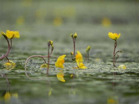 Bladderwort - Carnivorous Plant Resource