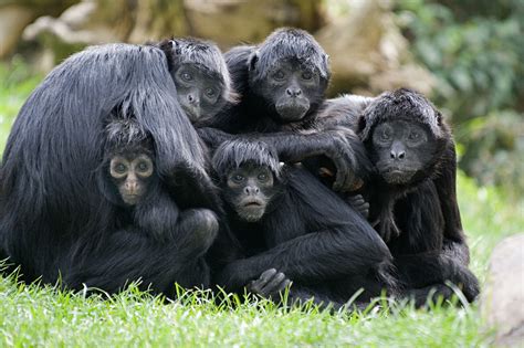 Colombian black-faced spider monkey – Zoo des Sables d'Olonne