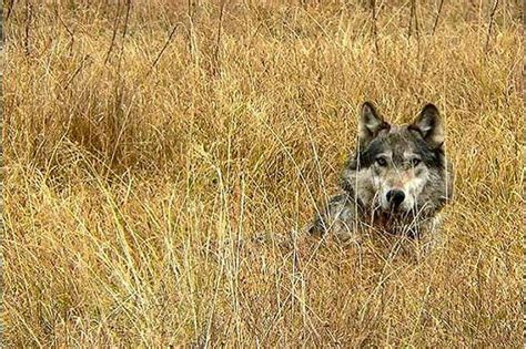 FWP: Montana wolf population stabilizing at new, post-hunting levels