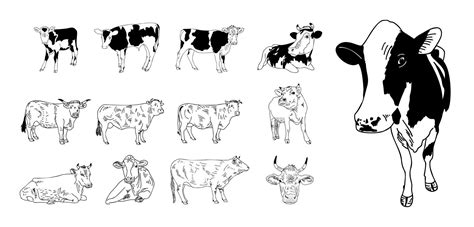 Cow isolated on white, hand drawn vector illustration. 2298697 Vector Art at Vecteezy