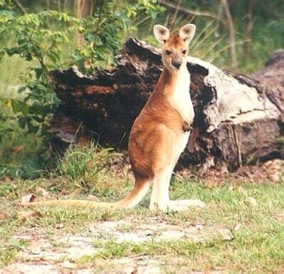 ADW: Macropus antilopinus: INFORMATION