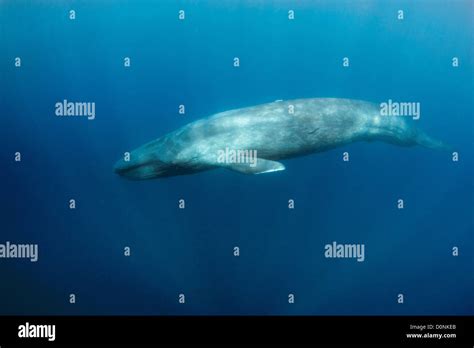 Pygmy blue whale hi-res stock photography and images - Alamy