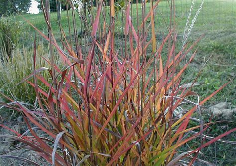 Miscanthus Purpurescens - Purple Maiden Grass | Foliage: gre… | Flickr