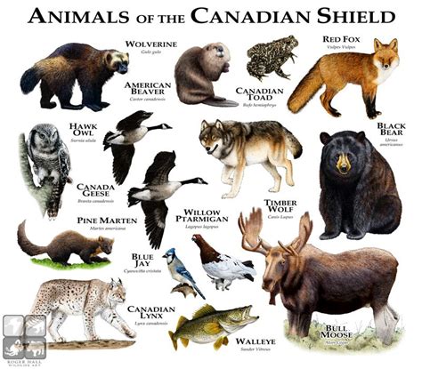 Fine art illustration of some of the animals found around the "Canadian Shield" | Canadian ...