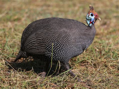 Helmeted Guineafowl - eBird