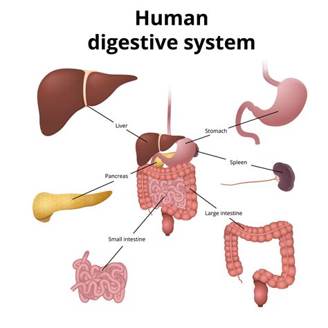 Easy Digestive System Diagram | Easy.rjuuc.edu.np