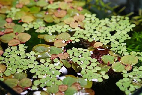 11 Best Floating Aquarium Plants: Authentic & Rooted