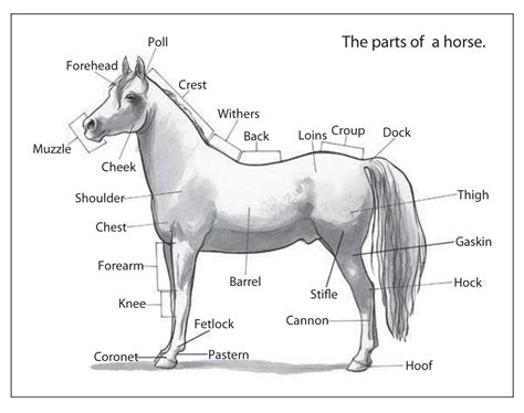 Horses, riding, breeding & more: The parts of a horse