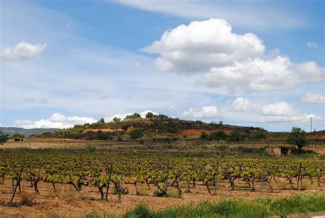 Penedes Vineyards Catalunya Stock Photo - Image of catalu, cloudy: 26236086