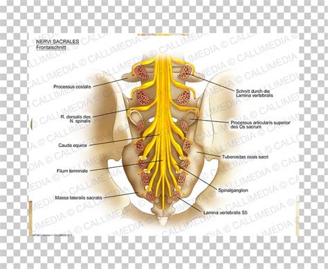 Sacral Nerves Sacrum Anatomy Nervous System PNG, Clipart, Anatomy, Coccyx, Frontal Nerve ...