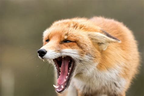 Why Do Foxes Scream? The Fascinating Language of Foxes