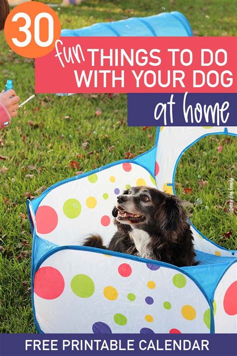 30 Fun Things to Do at Home with Your Dog | Dog activities, Dog minding ...