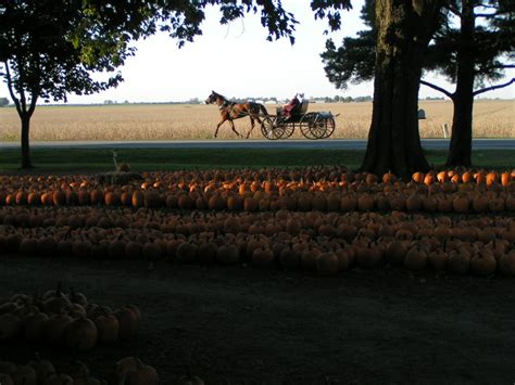 Pumpkin patch near Arthur, Illinois.I absolutly love Arthur and Arcola ...