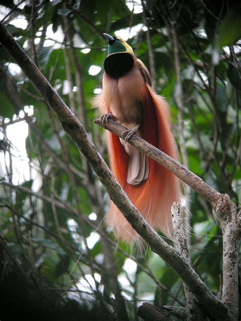 File:Raggiana Bird-of-Paradise wild 5.jpg - Wikimedia Commons