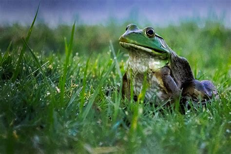 Frog in the grass Photograph by John Schultz