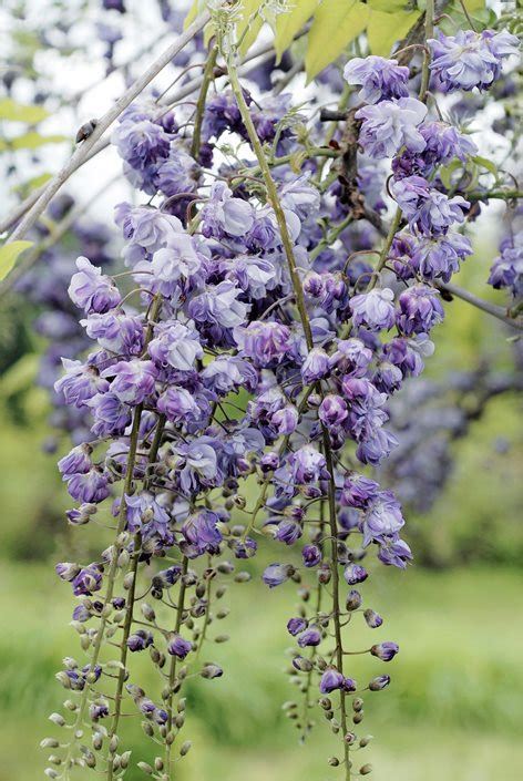 Types of Wisteria | Garden Design