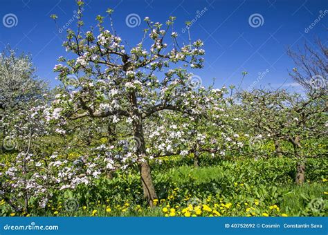 Apple tree orchard stock photo. Image of fruits, agriculture - 40752692