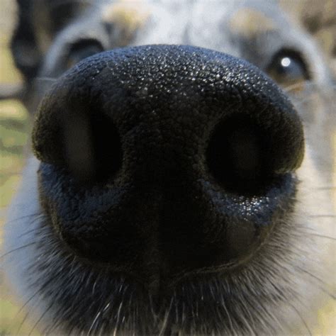 Boop That Nose GIFs - Find & Share on GIPHY