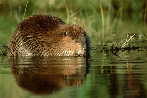 Amazing American Beaver Facts