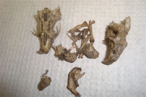 Mrs. Koehnke: 6th Grade: 6A Owl Pellet Dissection