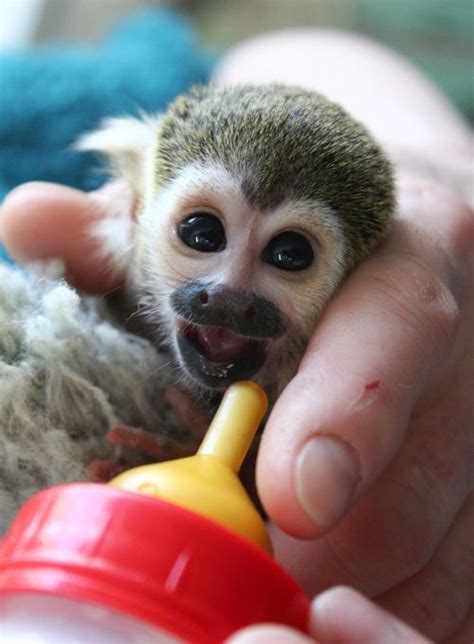 Infant Squirrel Monkey Gets Bottle-Fed at Warsaw Zoo Primates, Squirrel Monkey, Pet Monkey ...