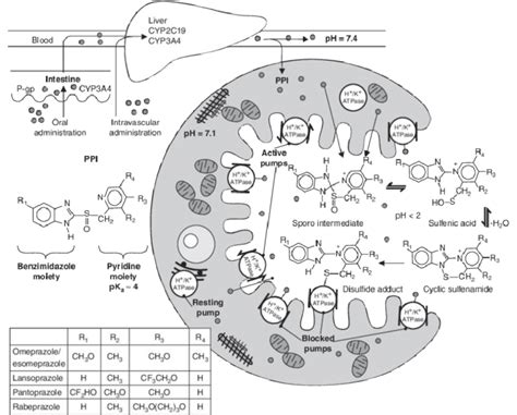 Mechanism of action of proton pump inhibitors (PPIs)[30]. | Download Scientific Diagram