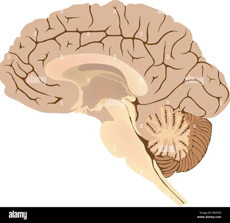 Human Brain. Graphic Illustration anatomy body part Stock Vector Image ...