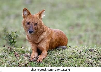 Indian Wild Dog Stock Photo 1599151576 | Shutterstock