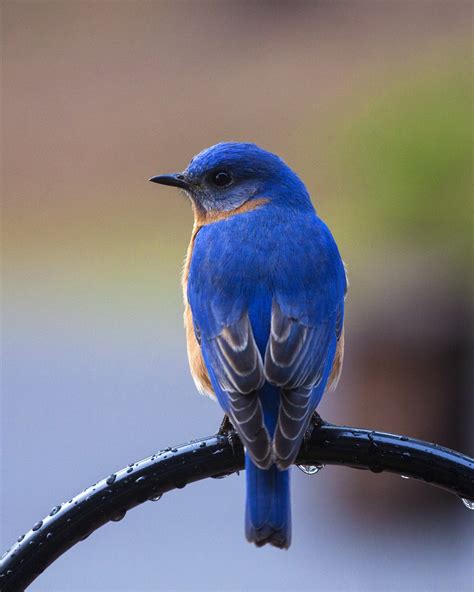 Free Images : nature, branch, wing, animal, wildlife, beak, blue, fauna, close up, vertebrate ...