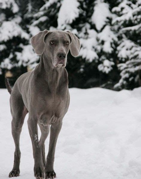 14 Tips For Raising And Training Weimaraners Weimaraner Dogs Grey, Best ...