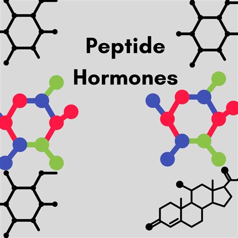 Peptide Hormones: Understanding the Great Signaling Molecules with 3 Examples | HealthFness