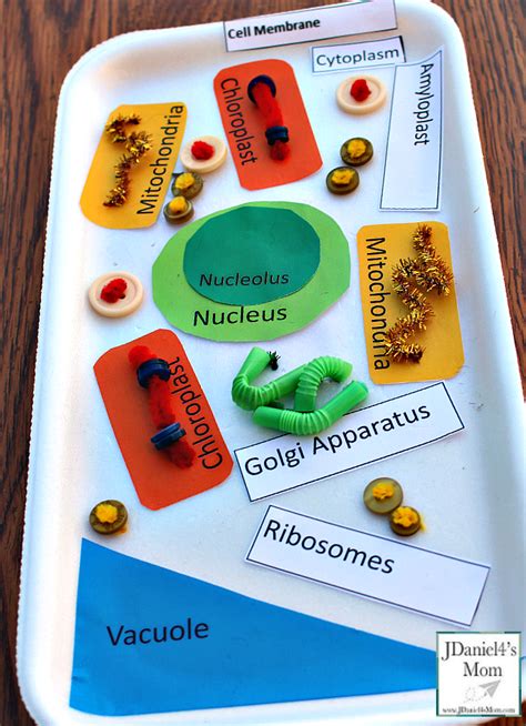 Plant Cell Model Activity for Kids with Printables to Use