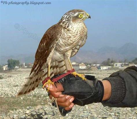 Hawk Bird of Prey | Nature, Cultural, and Travel Photography Blog