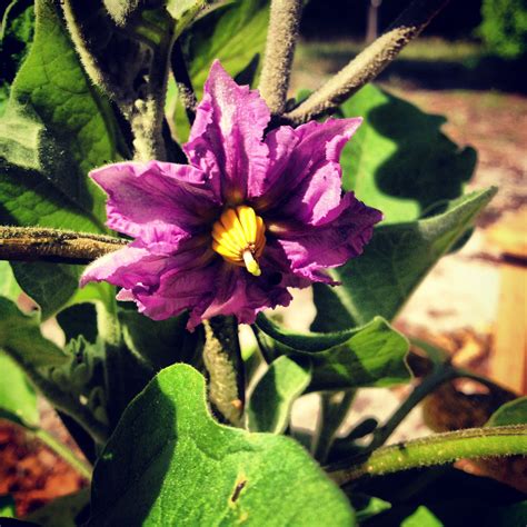 Eggplant flower | Secret garden, Plants, Flowers