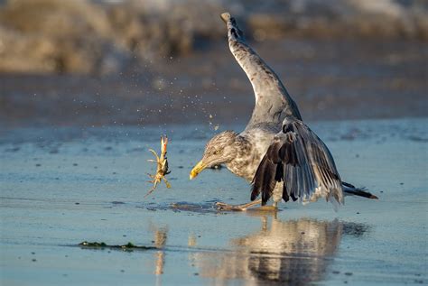 Herring Gull | Audubon Field Guide