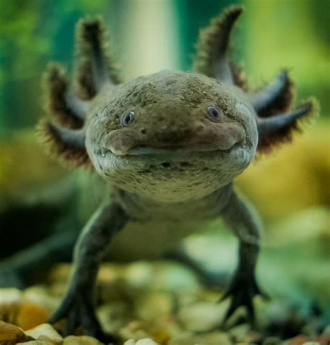 Axolotl: Threats To Its Conservation – StMU Research Scholars