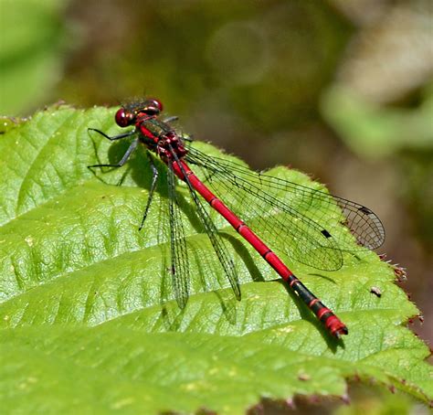 Alan James Photography : Narrow-winged damselflies