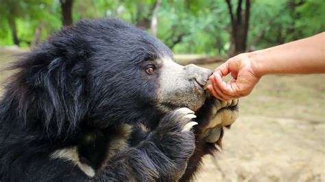 How Sloth Bears Got Their Name - Wildlife SOS