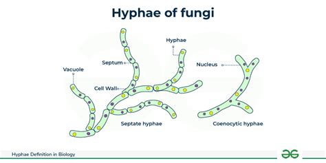 Hyphae in Fungus - Meaning, Structure, and Types - GeeksforGeeks