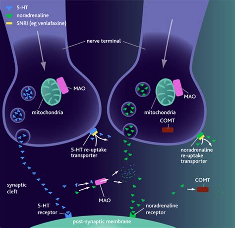 Selective serotonin reuptake inhibitors — Medlibes: Online Medical Library