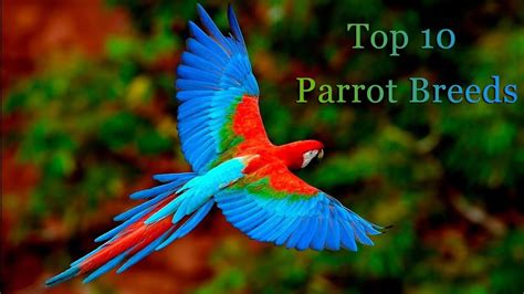 Beautiful Parrots | Top 10 | Parrots Video - YouTube