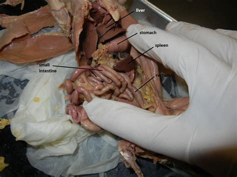 Rat Anatomy