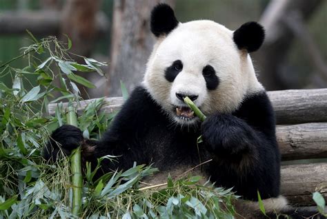 Panda romance in the air at Berlin zoo, but love takes time - Business Insider